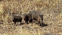 IMG_1205