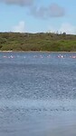 Flamingo's bij de zoutpannen Jan Thiel
