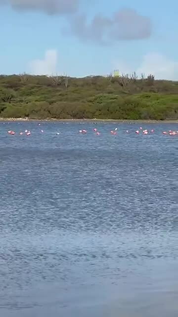 Flamingo's bij de zoutpannen Jan Thiel