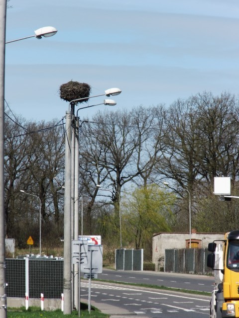 ooievaars nest