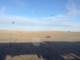 Nog een gobi