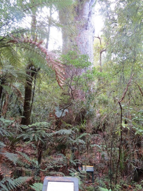 Kauri tree