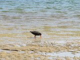 an other bird