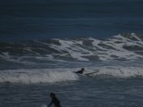 Belle is surfing!