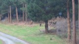 Find it deer!
