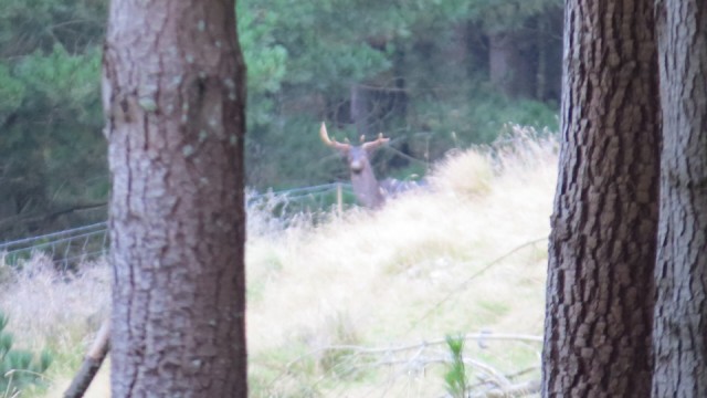 Big one!
