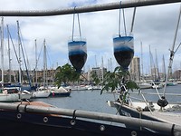 tomatenplantjes
