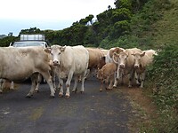 Koeien versperren de weg