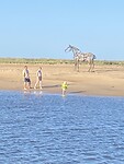 Het ijzeren paard