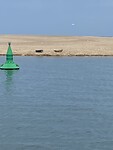 Zeehonden spotten