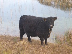 Rund bij Katwijk