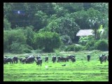 Sri Lanka Reizen