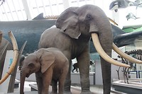 Natural History Museum