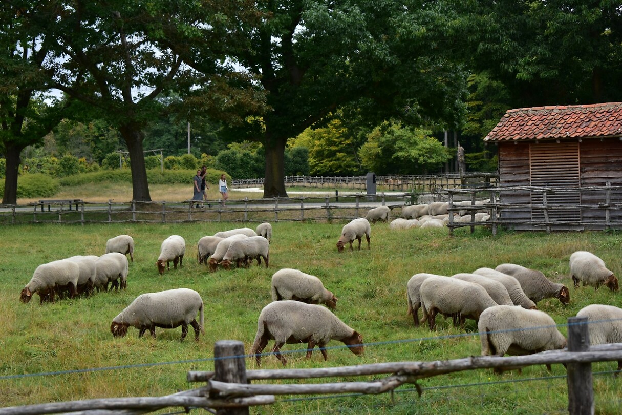 DSC_0065