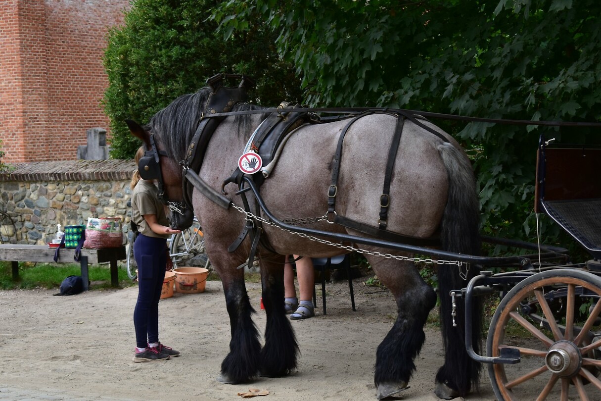 DSC_0071