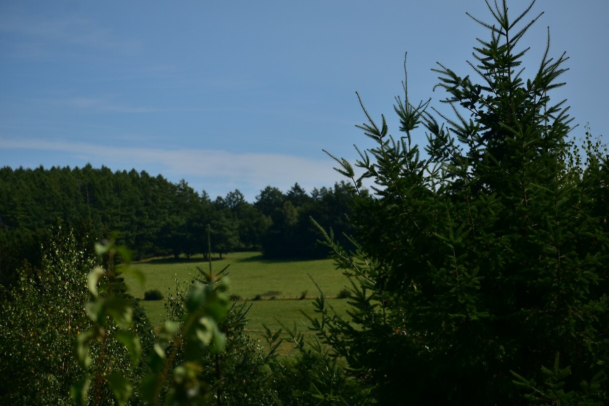 DSC_0334