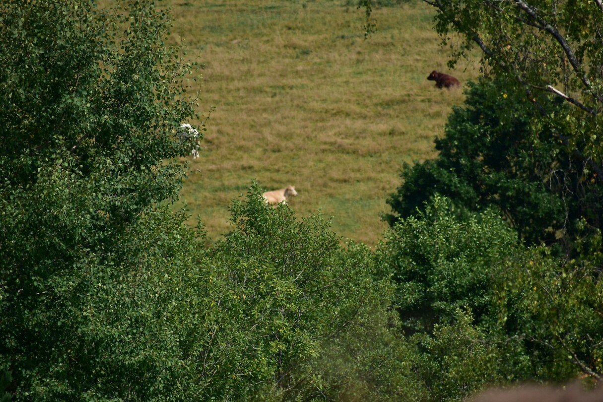 DSC_0336