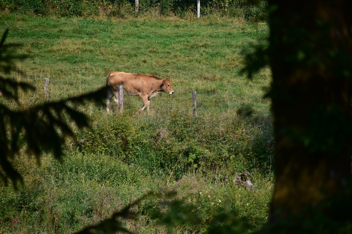 DSC_0425