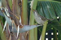 Vogel achter in de tuin