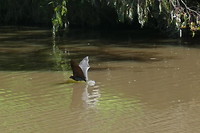 Vliegende fox vlak over het water