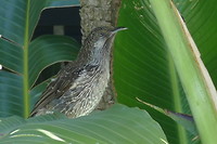 Nog een keer de little Wattlebird (Honingeter). Zie YouTube