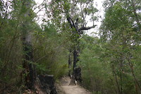 Corrie in het Rainforest