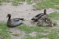 Familie eend