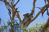 lieve koala