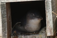 jonge pinguïn wacht op zijn eten ‘s avonds