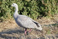 mooie gans