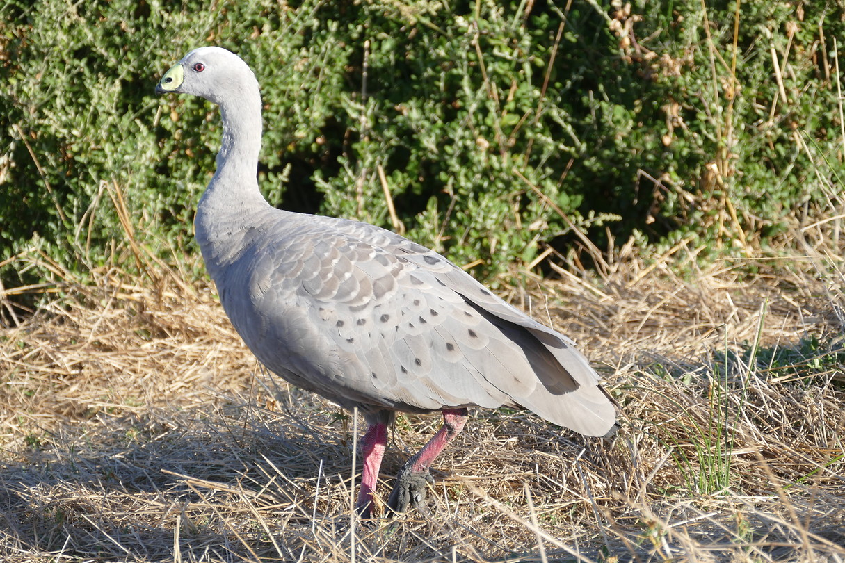 mooie gans