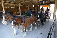 Koets met paarden