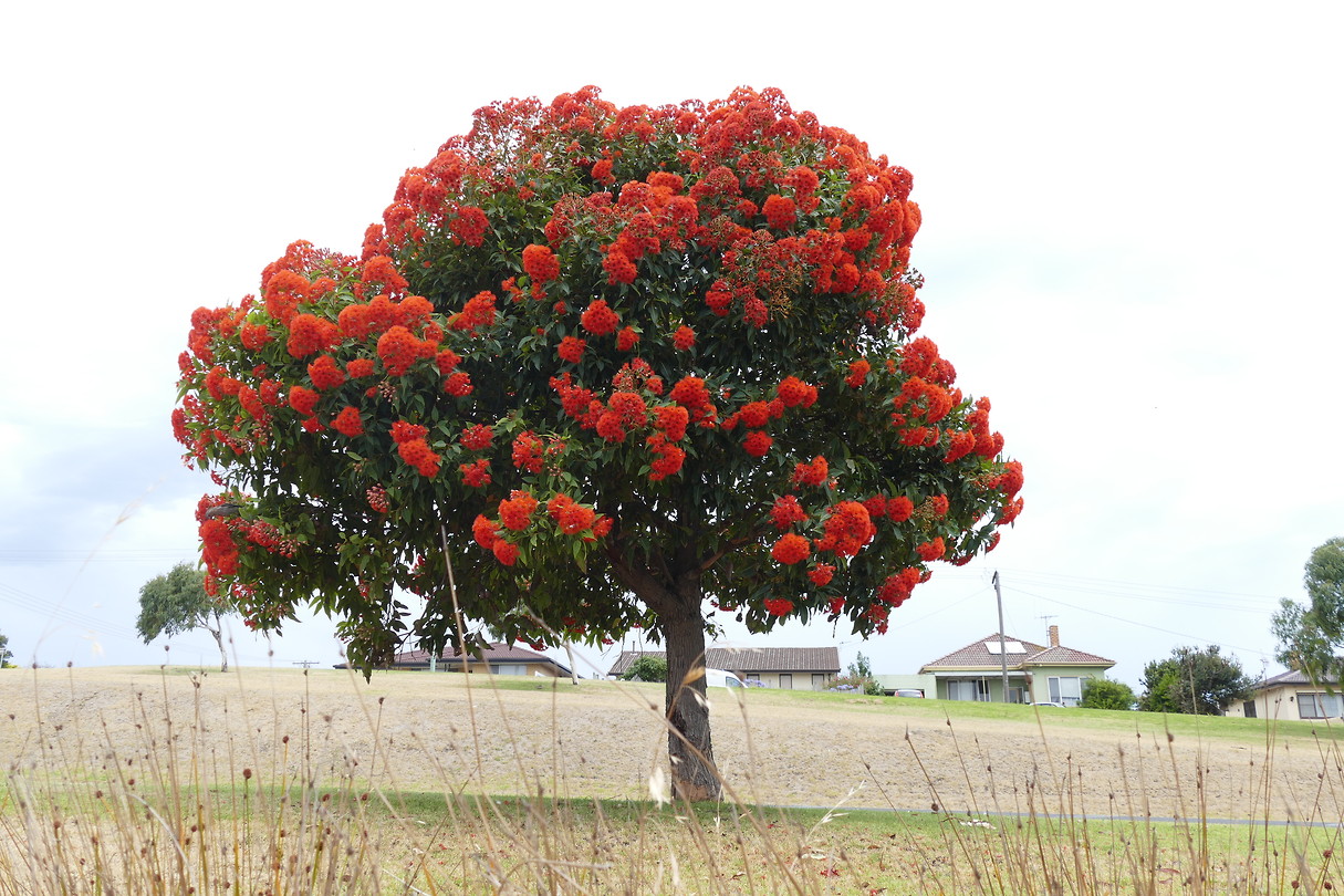 Dit soort bomen komen nu in bloei
