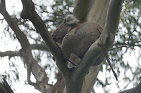 Ook in het vulkaangebied nog een koala gespot