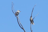de dag begint zonnig met voor 2 kookaburra’s in de boom