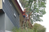 Deze boom bij de buren gaat er aan