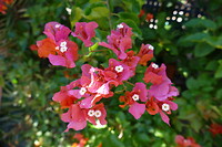 Bougainvillea in bloei; hoelang moeten wij daar nog op wachten.