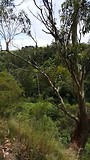Tarra Bulga National Park