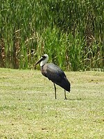 vogel
