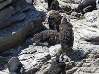 Bettysbaai-Jonkie