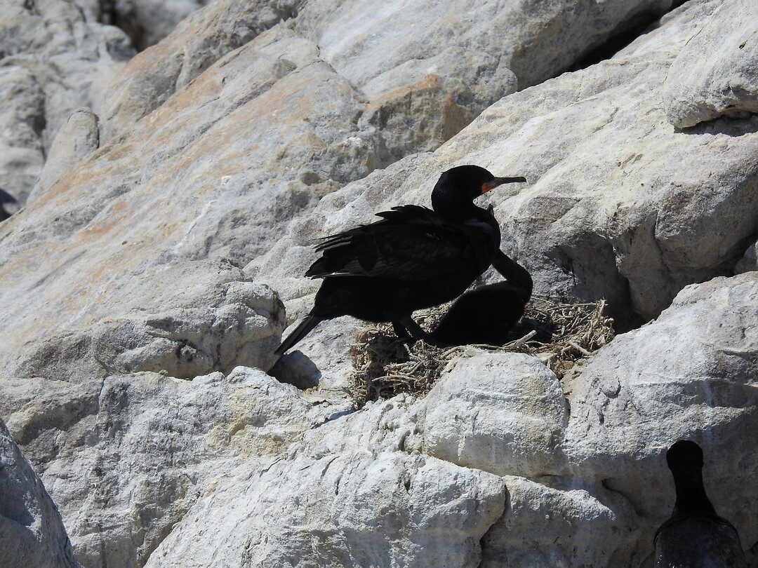 Aalscholver op nest