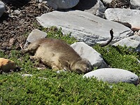 Dassie