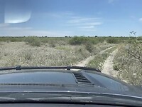Ritje Kalahari