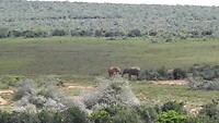 Addo-Elephant-Parc