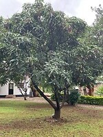 mango boom