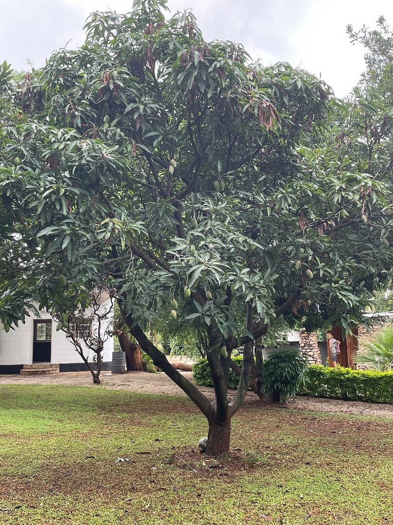mango boom