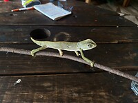 Kameleon