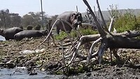 Hippos on the move