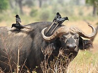 Buffel met vogels