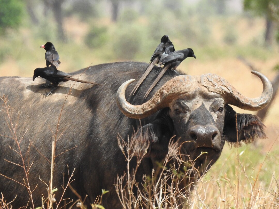 Buffel met vogels